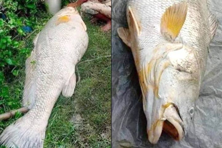 Huge Bhola Fish of 52 Kgs Found in West Bengal, Woman Selling it For 3 Lakhs