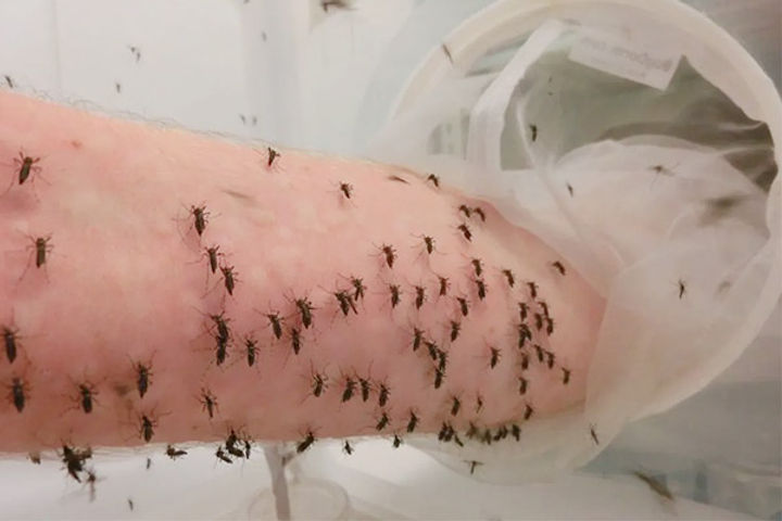 Scientist feeds himself to mosquitoes