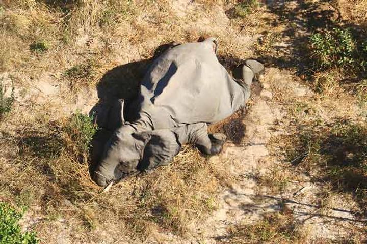 Hundreds of Elephants dead in Botswana