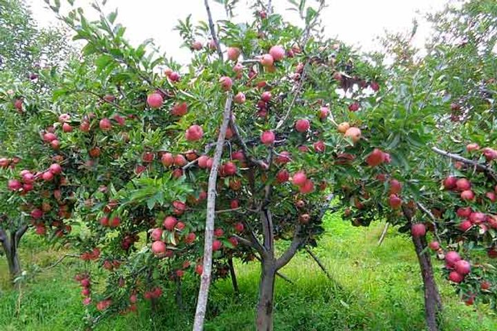 Apple Farming