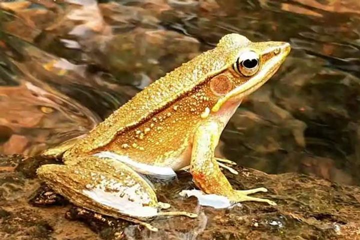 Golden backed frog found in Sahyadri Tiger Reserve Golden backed frog found in Sahyadri Tiger Reserve