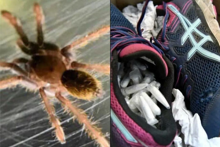 Tarantulas hidden inside shoes Tarantulas hidden inside shoes