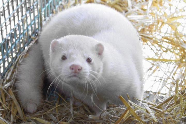 Culling of Mink Culling of Mink