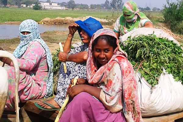 50% reservation for women in Haryana rural bodies