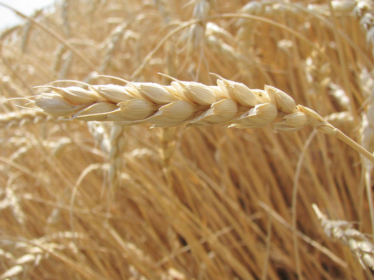Wheat  