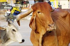 Cow fed explosive in Rajasthan