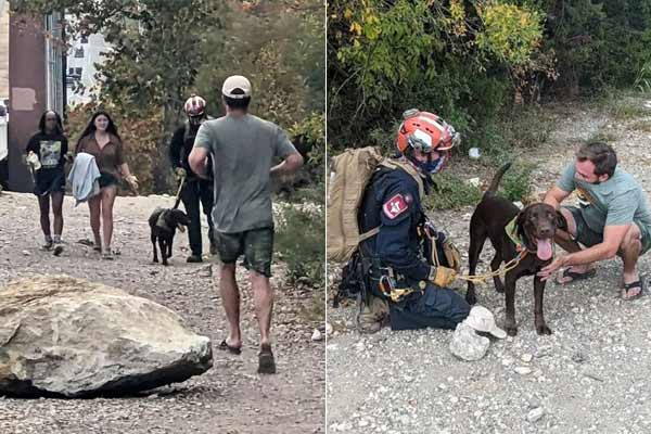 Dog survives after cliff fall