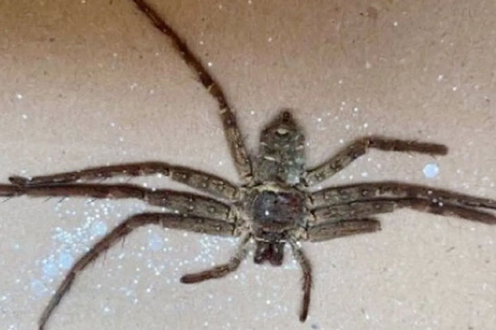 British Couple Discovers Huntsman Spider In Amazon Parcel