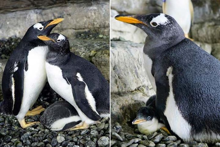 Same sex Penguin couple become parent