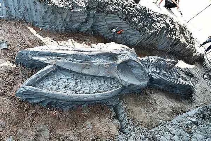 39-foot leviathan discovered
