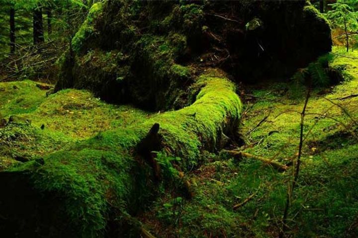 India Gets Its First Ever Moss Garden in Uttarakhand&amprsquos Nainital District 