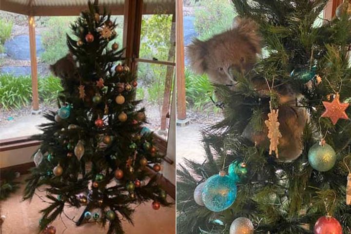 Koala onto Christman tree