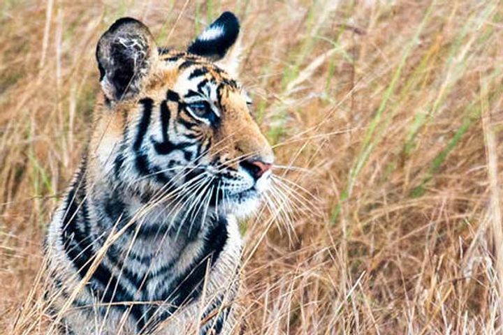 For the protection of forest and wildlife Red alert declared in Rajasthan by February 2021