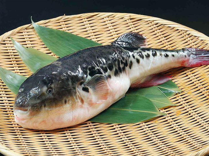 The fish that might kill you, Fugu