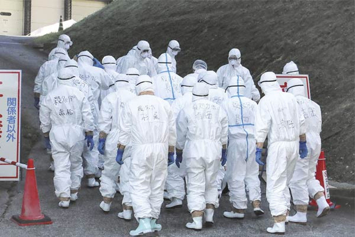 Bird Flu in Japan