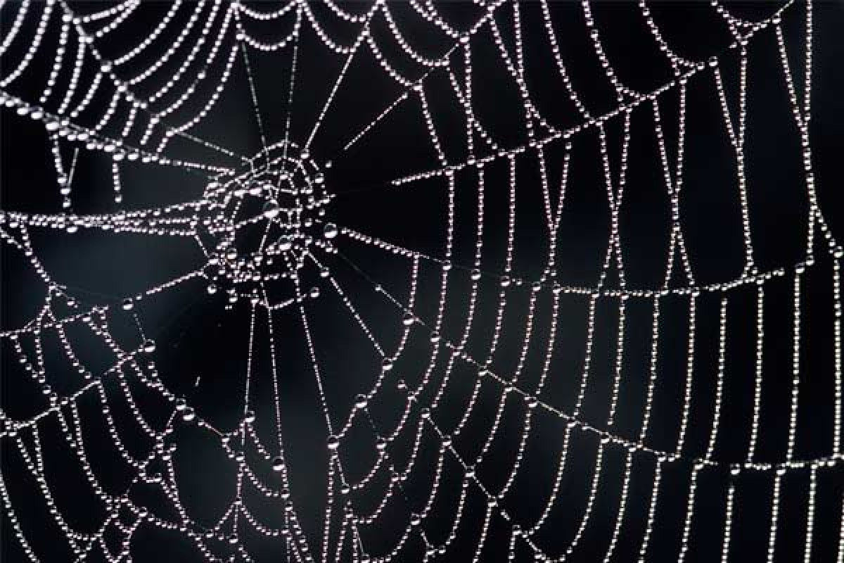 Spiders able to form webs inside space station in the absence of ...