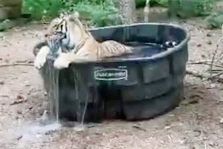Anand Mahindra gave such a reaction after seeing a bathed tiger in the bathtub