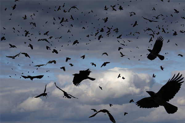 Many Crows Died Due To Bird Flu In Jhalawar