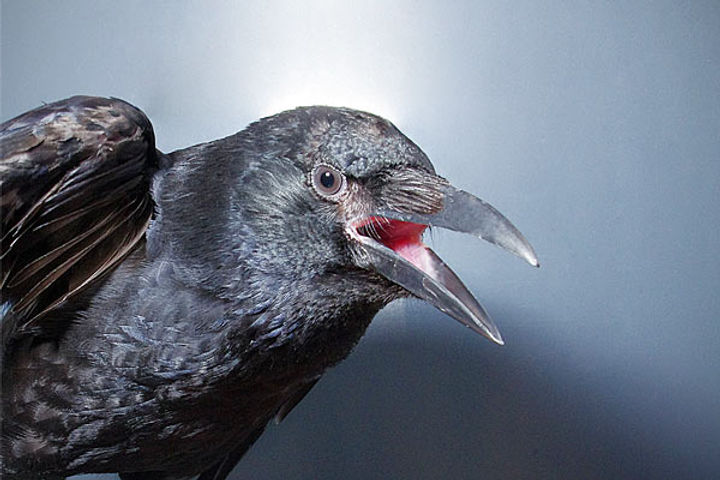 Bird flu in dead crows