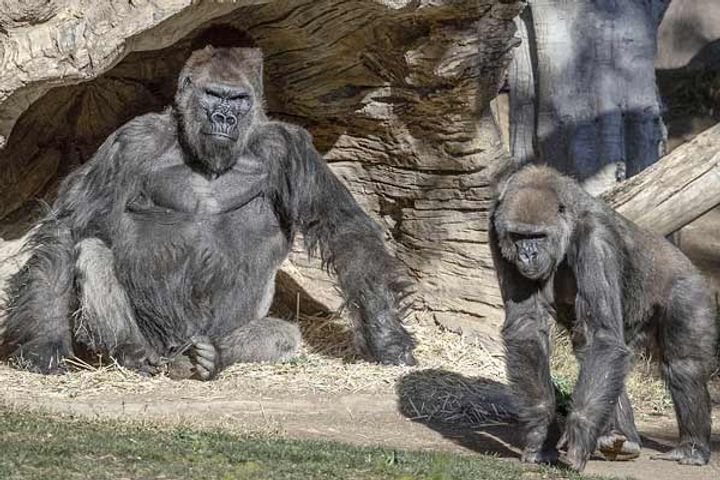 Covid in gorillas
