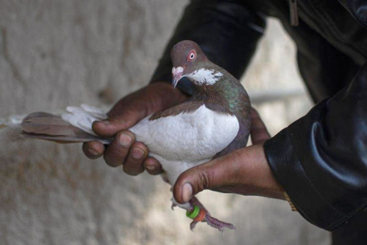 A Pigeon Named Joe Reached Australia, Created Controversy