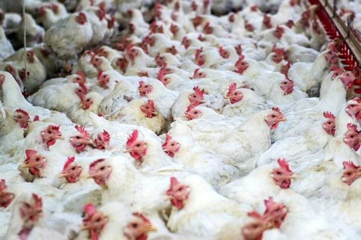 Bird Flu In Poultry Confirmed In Few More Places In Maharashtra MP And Chhattisgarh