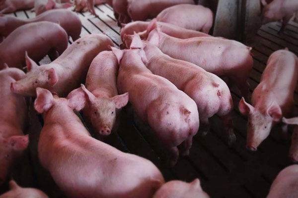 Swine Flu in China