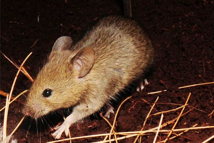 Coronavirus New Study On Mice Says Covid 19 Damages Brain More Than It Attacks Lungs