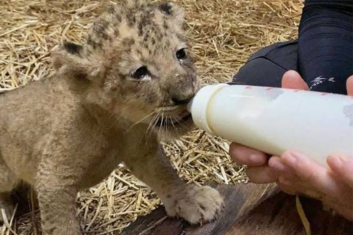 Artificially Conceived Lion Cub