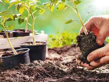 Personal Vegetable Gardens 