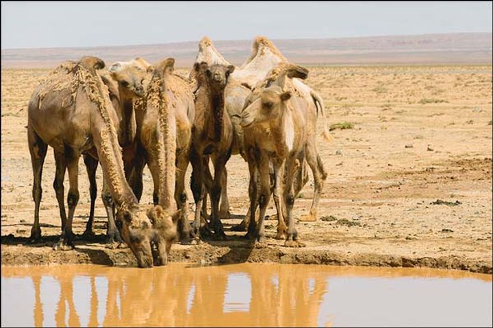 Man steals camel Man steals camel