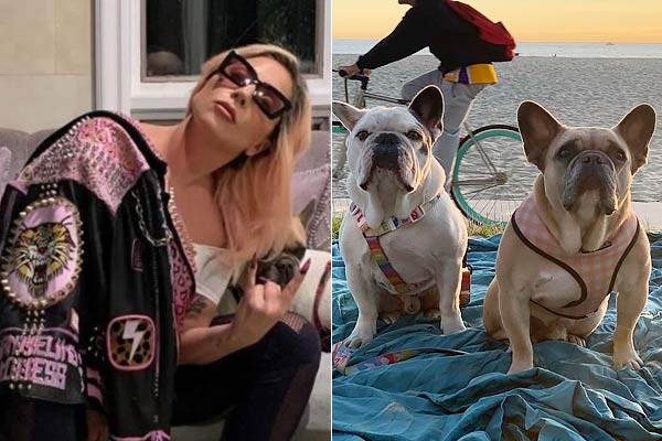 Lady Gagas Dog Recovered Safely After Kidnapping