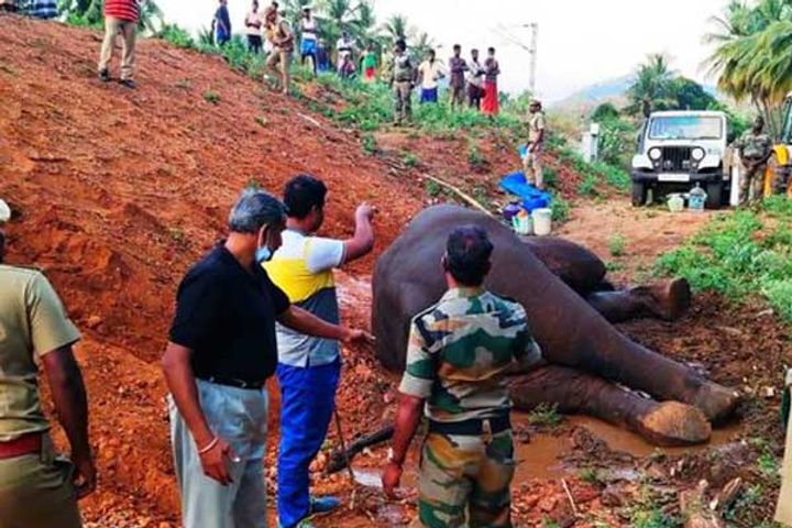 A wild elephant injured by train hit Nawakarai in Tamil Nadu