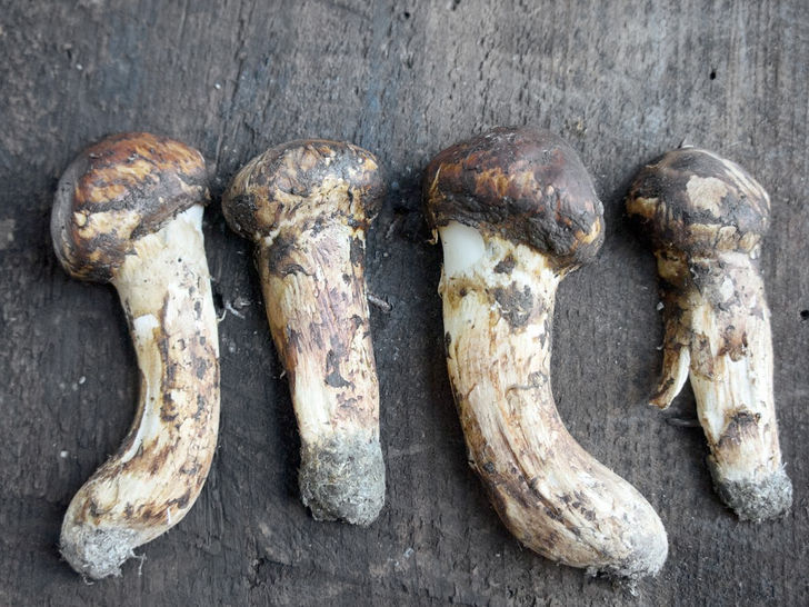 Matsutake Mushroom  