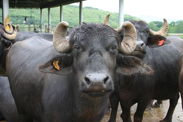 Death of buffaloes in Odisha
