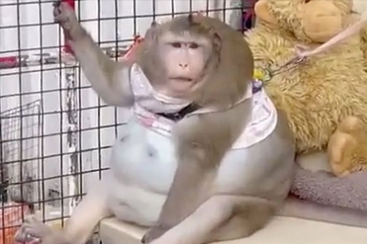 Monkey becomes Obese