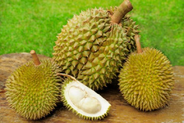 Singapore Scientist Developed Antibacterial Gel Bandage By Durian Husk Fruit