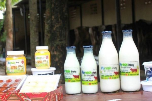 Dairy startup company Puresh Daily 