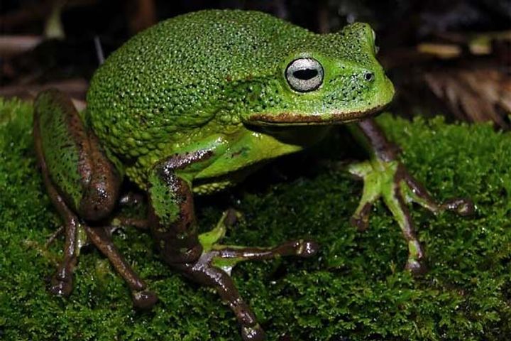 New species of frog in Peru