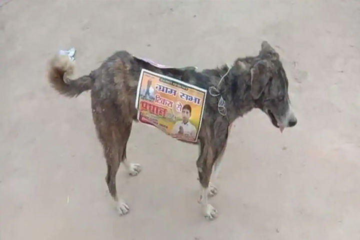 Election candidates stick posters on stray dogs