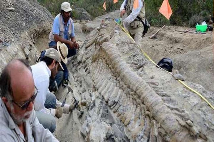 Scientists tell the dinosaur fossils of seven and a half million years old are the most modern speci