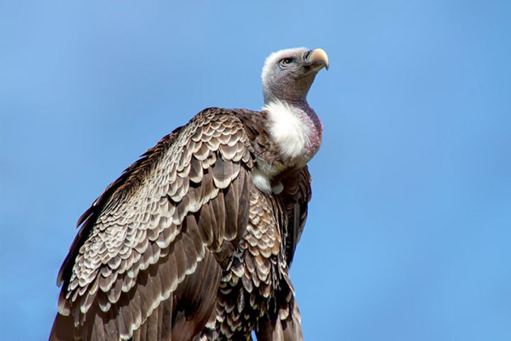 Rare Himalayan Vulture Seen In Maharashtra Tiger Reserve