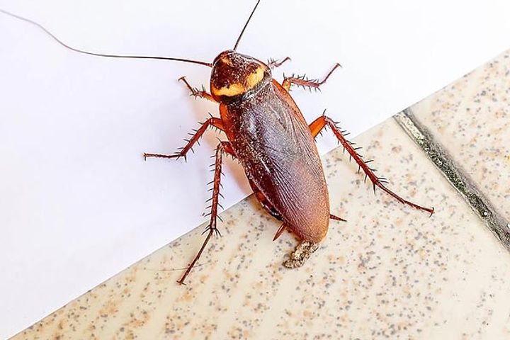 Man takes injured cockroach to vet