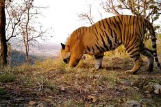 Carcass of a male tiger found in Assam