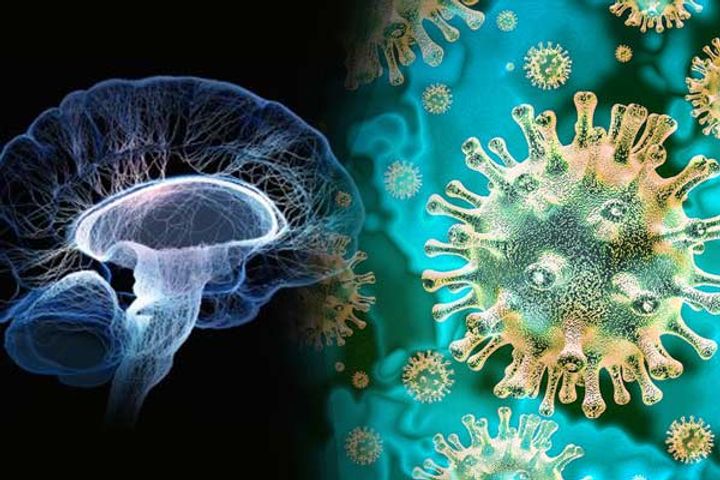 Impact of Covid on brain cells Impact of Covid on brain cells