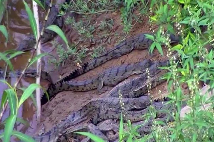 Gharial Babies Spotted Near Mahanadi River After 43 Years