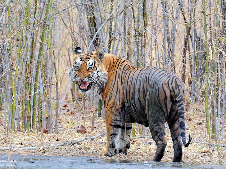 Tadoba Andhari Tiger Reserve & Not Jim Corbett