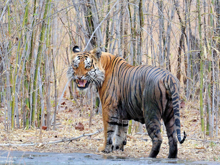 Tadoba Andhari Tiger Reserve & Not Jim Corbett Tadoba Andhari Tiger Reserve & Not Jim Corbett