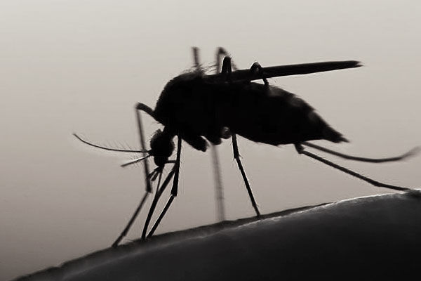 China has eliminated malaria
