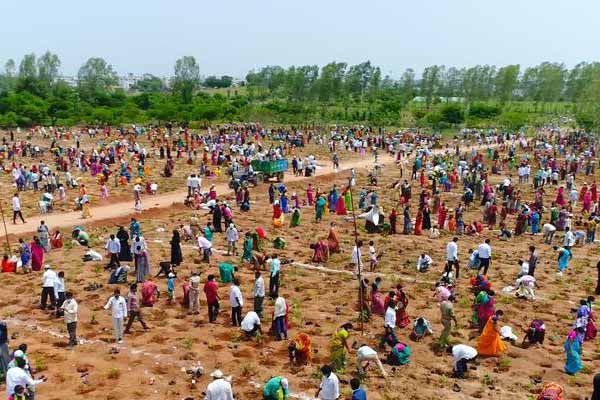 1 Million Saplings Planted In An Hour In Telangana In New World Record